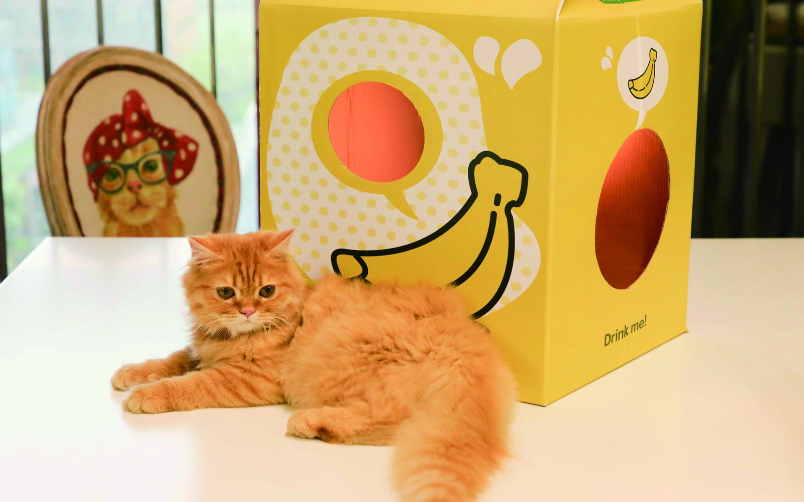 cat beside a colorful custom pet packaging box